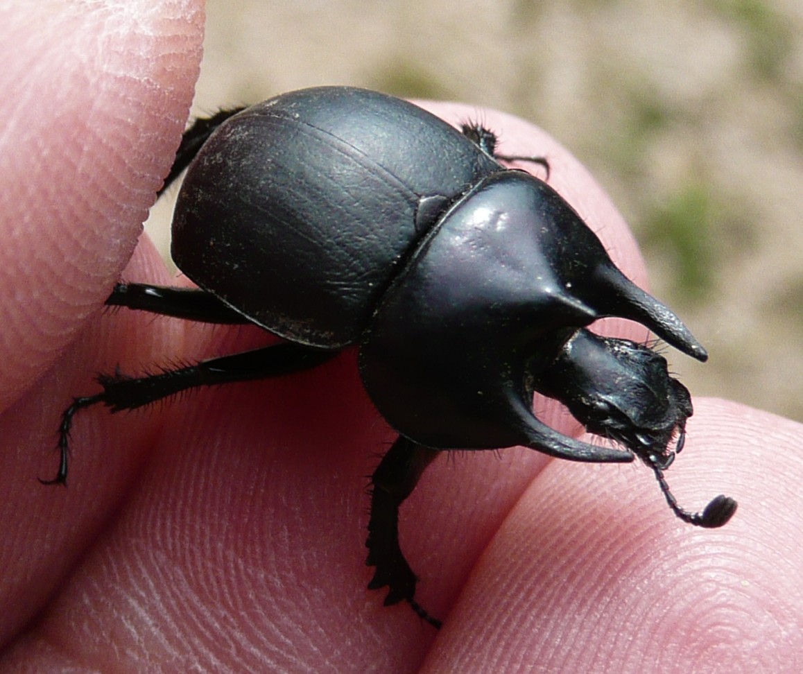 Geoptrupidae: Typhaeus typhoeus e Chelotrupes matutinalis